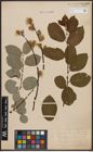 Foto von Salix caprea L.